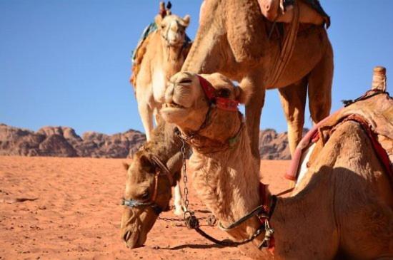 Wadi Rum Bedouin House Bagian luar foto